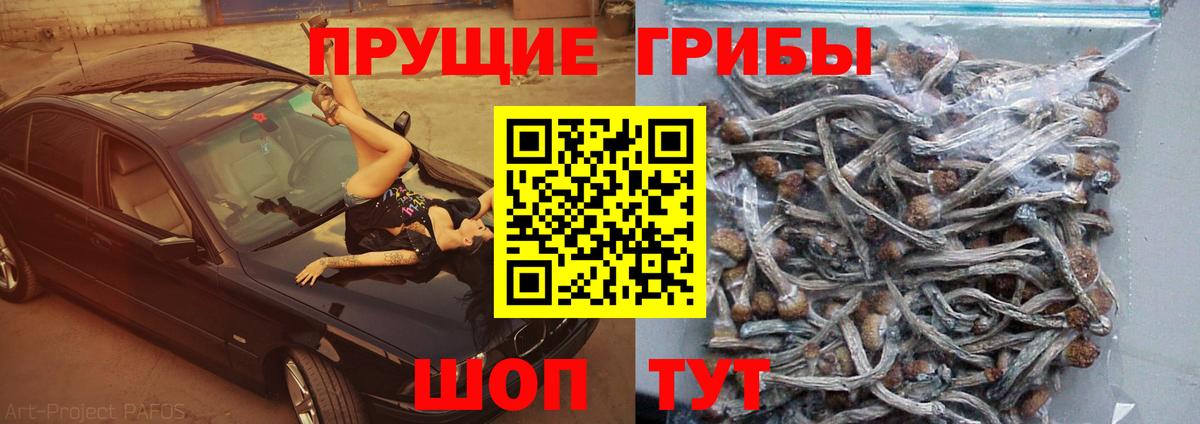 Оренбург  Галлюциногенные грибы прущие грибы  Вход с VPN  Псилоцибиновые грибы Psilocybe 